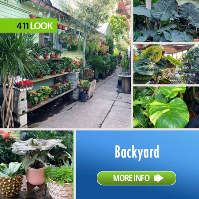 Mickey Hargitay Plants